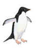 Adelie penguin